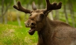 Elk